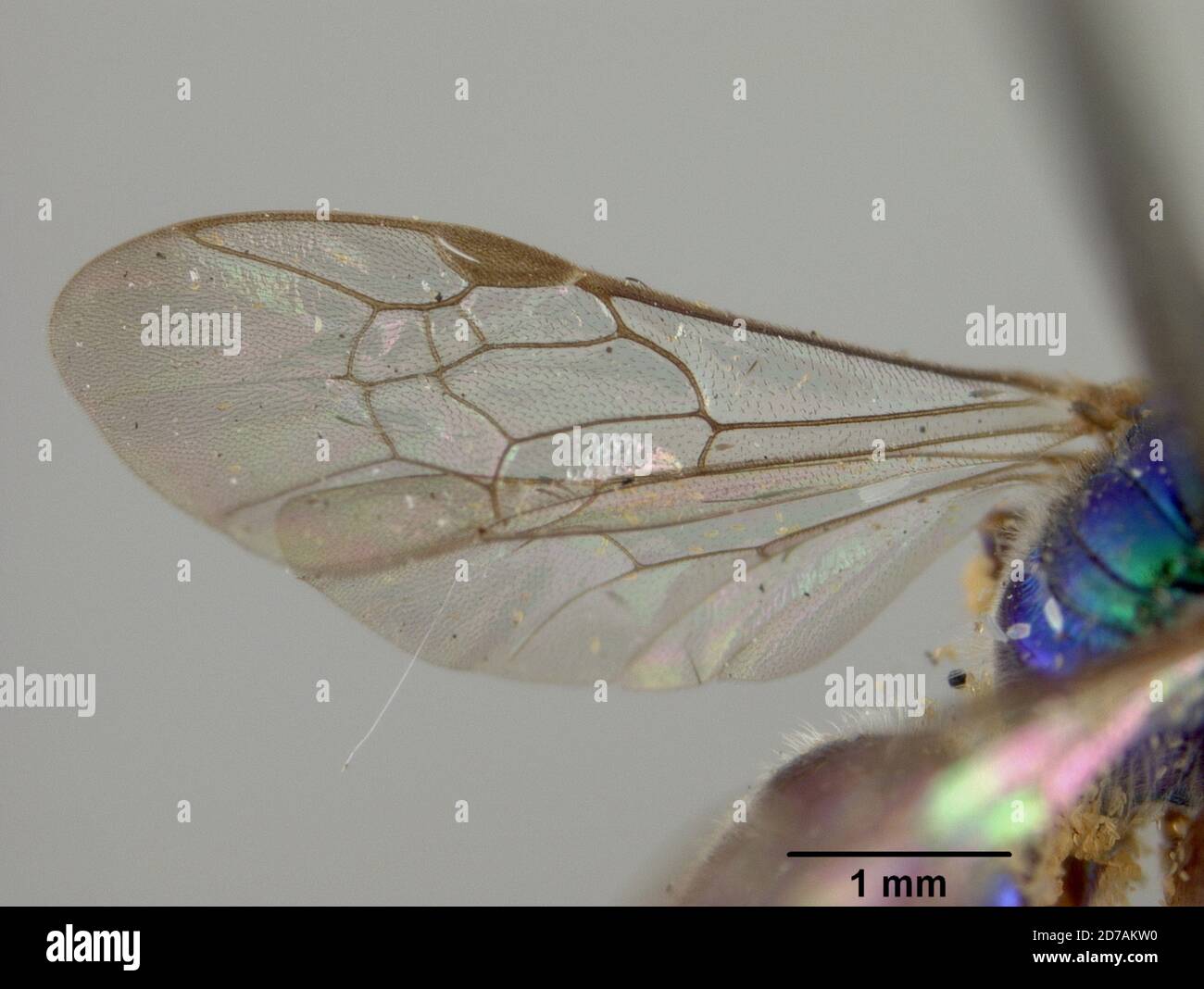 Pinned, Quirigua, Guatemala, Augocora gemella Cockerell, 1912, Animalia, Arthropoda, Insecta, Hymenoptera, Halictidae Foto Stock