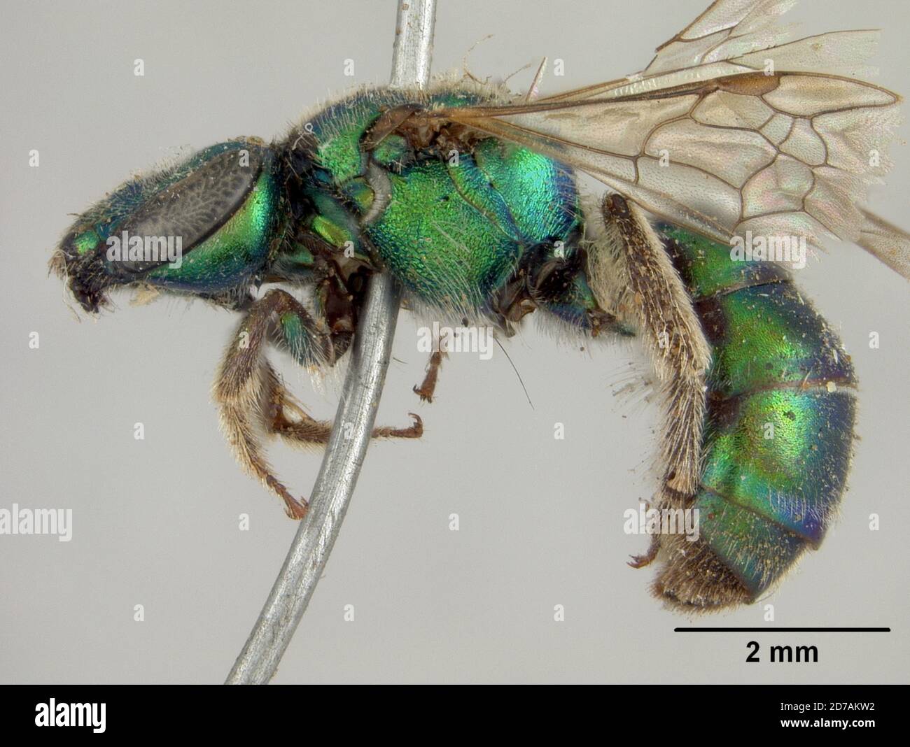Pinned, Poroma, Augochora pomoniella Cockerell, 1915, Animalia, Arthropoda, Insecta, Hymenoptera, Halictidae Foto Stock
