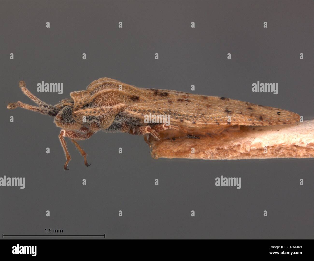 Desert Arabique, Wadi Nouega, ampie du galala versant Nord, Egitto, Tingis (Tropidocheila) aegyptiaca Priesner, 1951, Animalia, Arthropoda, Insecta, Hemiptera, Heteroptera, Tingidae Foto Stock