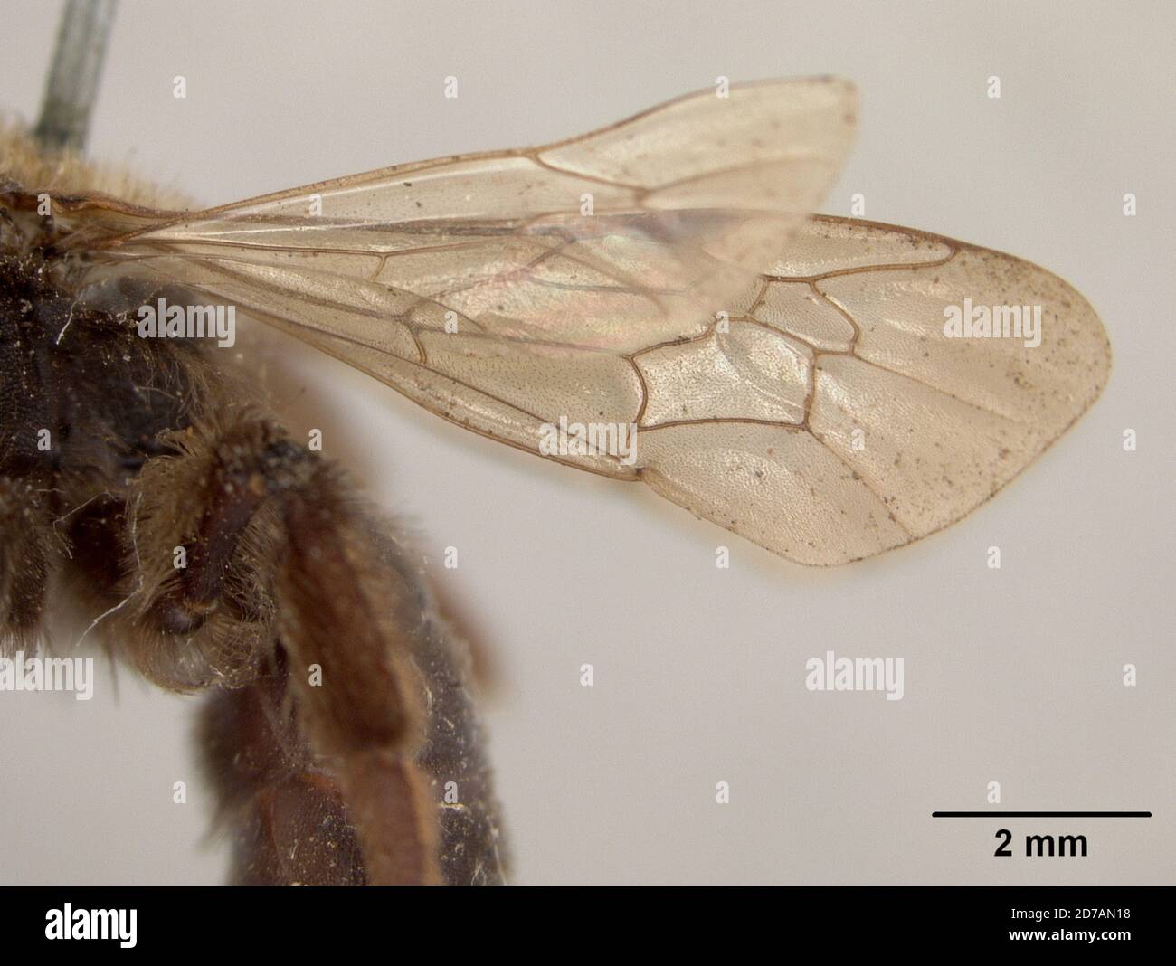 Pinned, Skokomish River, Washington, Stati Uniti, Andrena cutreotincta Cockerell, 1901, Animalia, Arthropoda, Insecta, Hymenoptera, Andrenidae Foto Stock