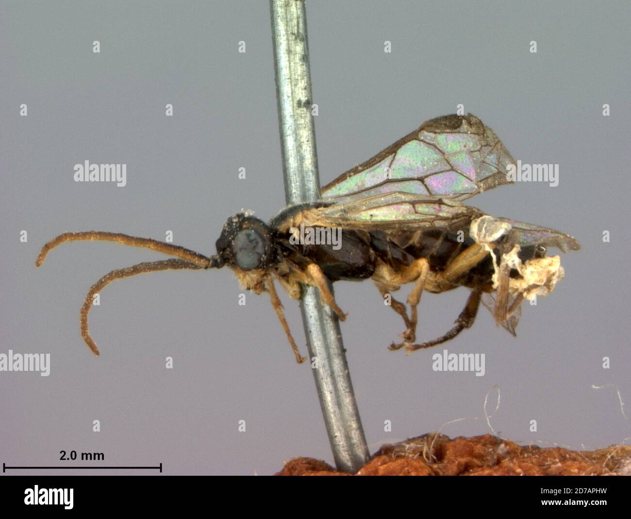 Michigan, Stati Uniti, Pontania rugulosa Marlatt, 1896, Animalia, Arthropoda, Insecta, Hymenoptera, Symphyta, Tentridinidae Foto Stock