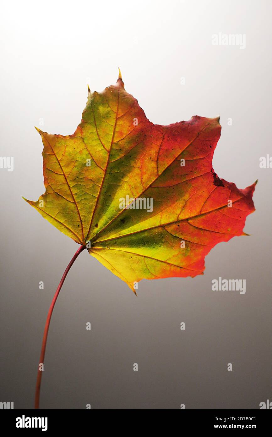 Foto colorata foglia d'autunno Foto Stock