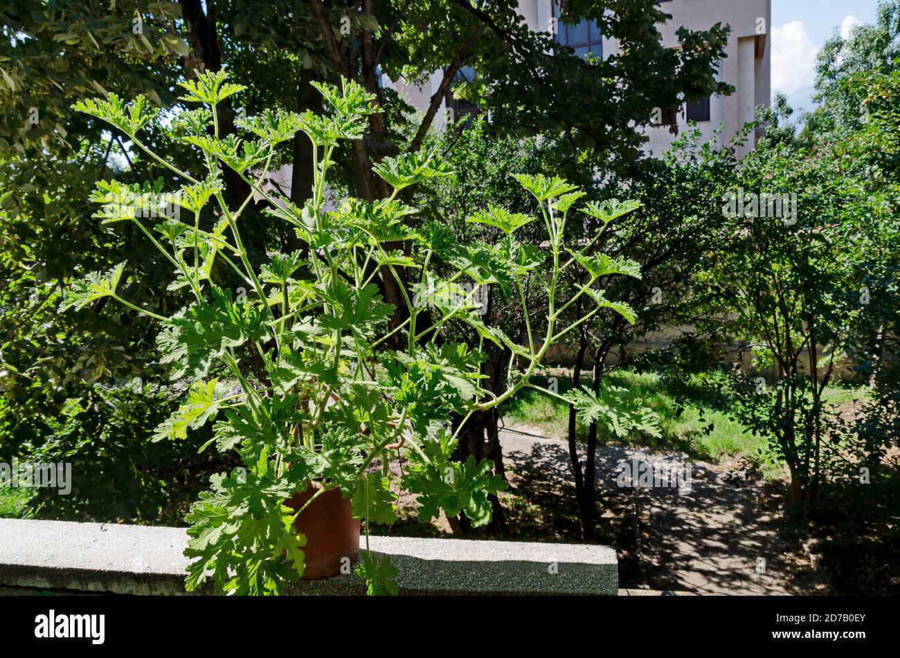 Pelargonio graveolens citronella, geranio fiori con foglie verdi in una pentola, Sofia, Bulgaria Foto Stock Pelargonio graveolens citronella, geranio fiori con foglie verdi in una pentola, Sofia, Bulgaria Foto Stock