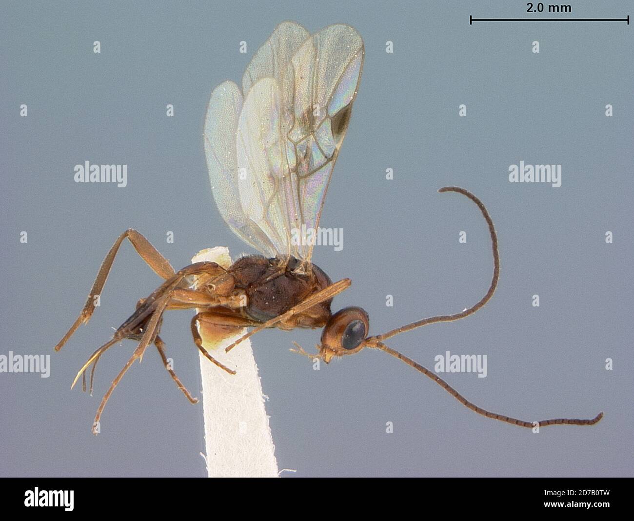 Cascate di Metaline, Pend Oreille, Washington, Stati Uniti, Meteorus hypophloei Cushman, Animalia, Arthropoda, Insecta, Hymenoptera, Braconidae Foto Stock