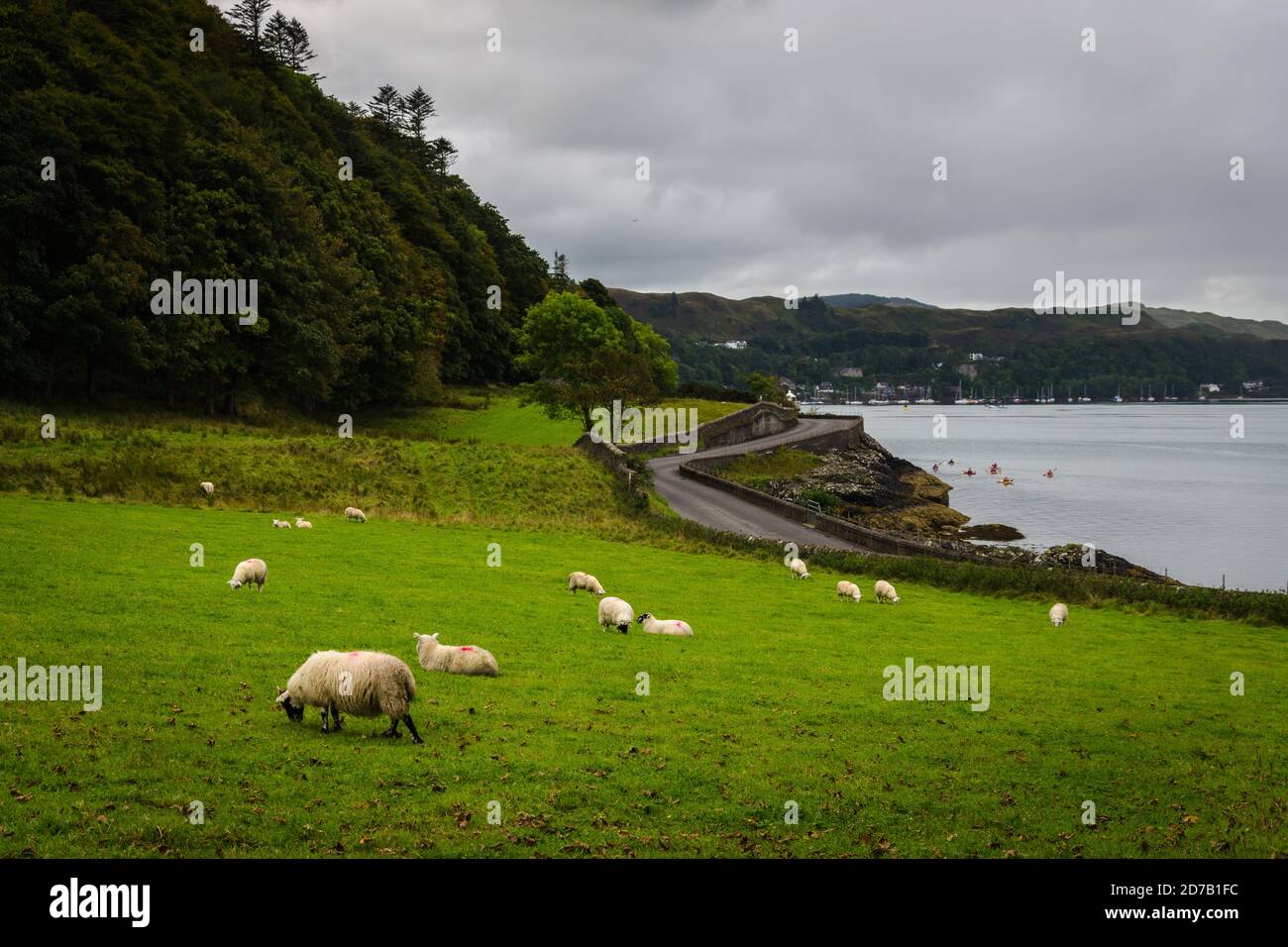 La baia di Oban da Argyll con un gregge di pecore in primo piano, Scozia, Regno Unito Foto Stock