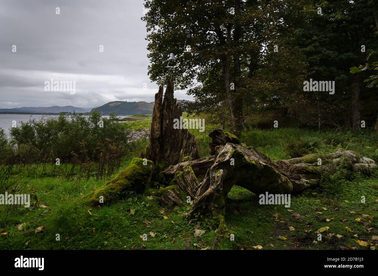 Alberi morti in una foresta di Argyll, Scozia, Regno Unito Foto Stock