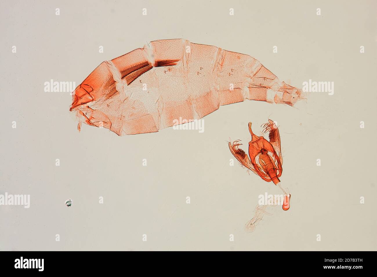 Pinned, San Giovanni, fiume Maroni, Guiana francese, Stenoma demas Busck, 1911, Animalia, Arthropoda, Insecta, Lepidoptera, Glossata, Depressariidae, Stenomatinae Foto Stock