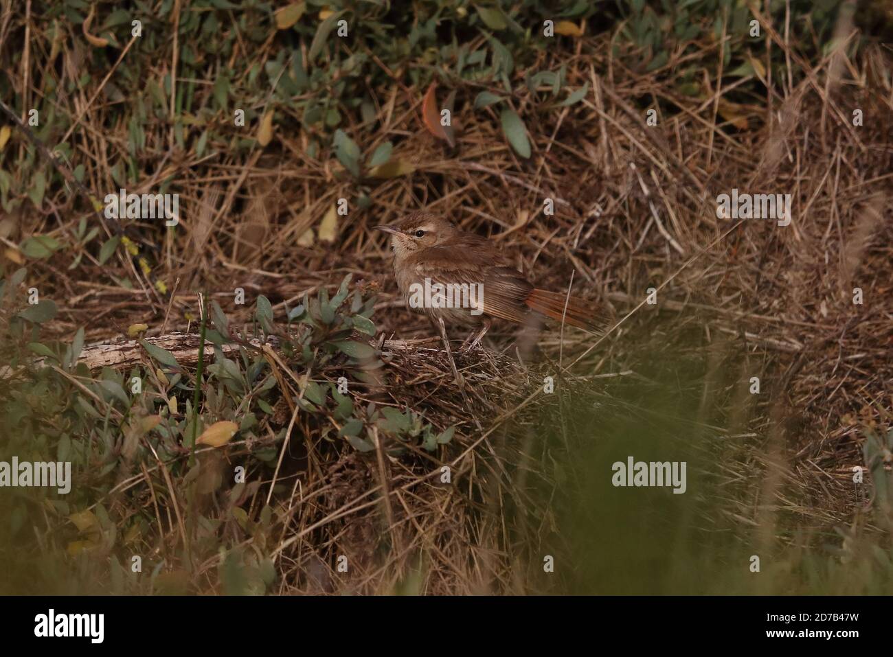 Scrub Robin dalla coda di Rufous che si tramontano sul salmarsh Foto Stock