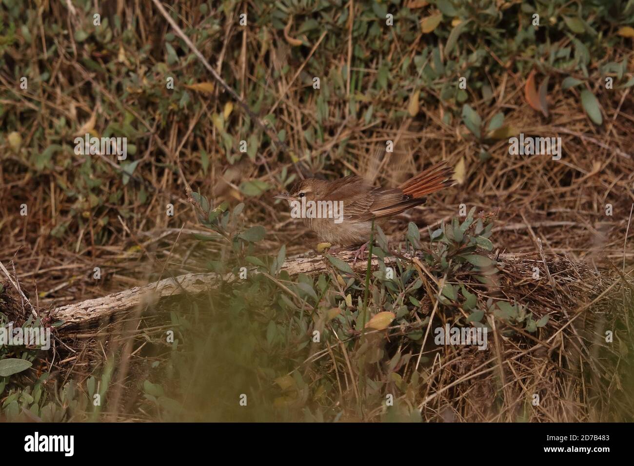 Scrub Robin dalla coda di Rufous che si tramontano sul salmarsh Foto Stock