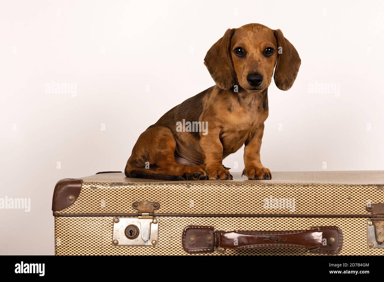 Ritratto di un cucino tan dachshund seduto su una valigia isolato su sfondo bianco Foto Stock
