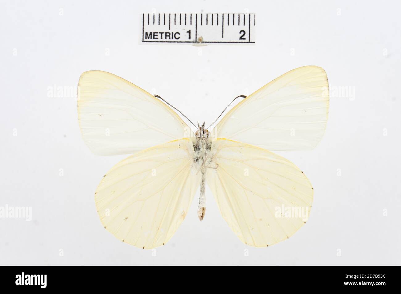 Dixeia pigea, Animalia, Arthropoda, Hexapoda, Insecta, Lepidoptera, Pieridae, Pierinae Foto Stock