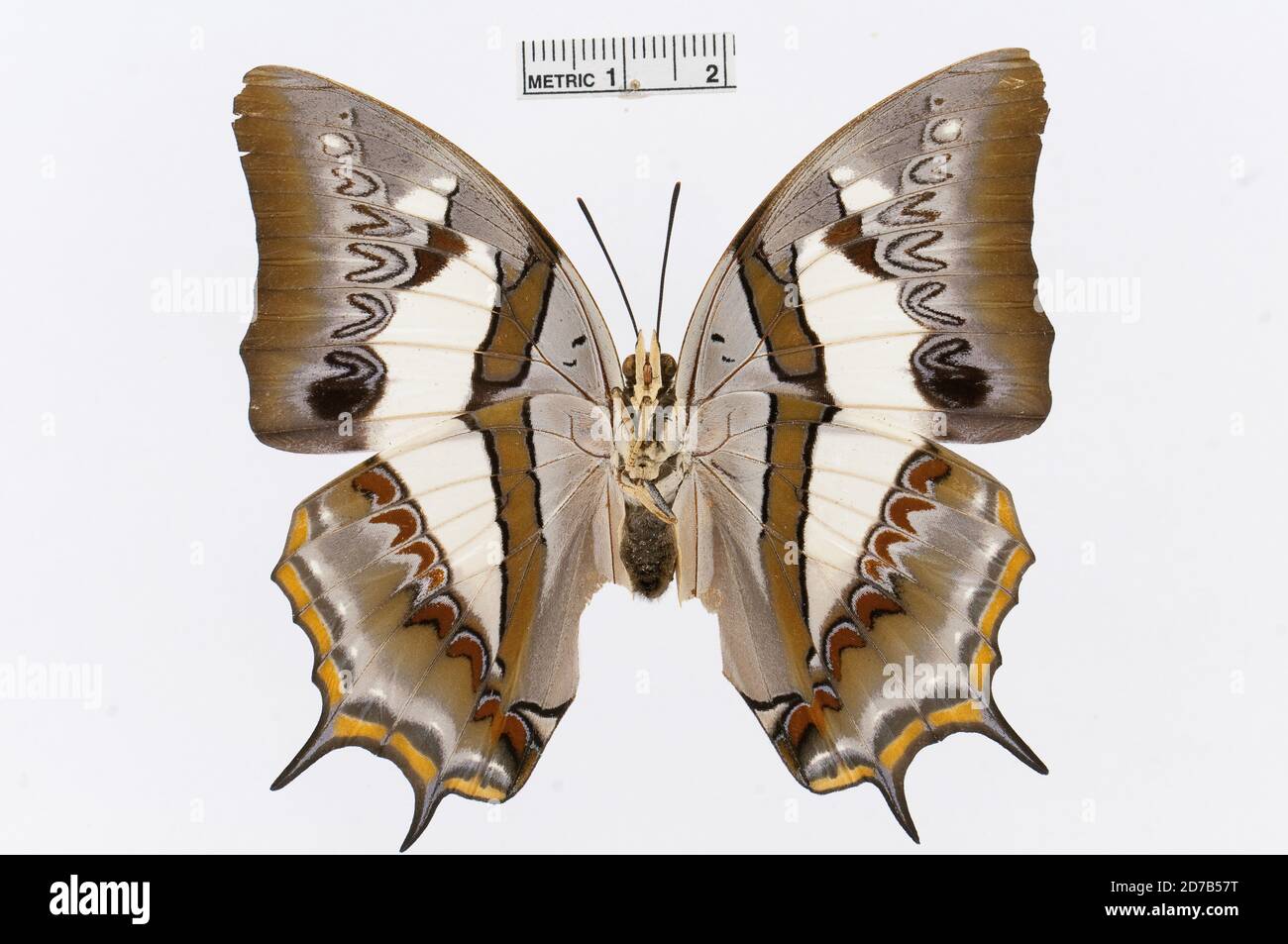 Pinned, Polyura schreiber (Godart, 1824), Animalia, Arthropoda, Insecta, Lepidoptera, Nymphalidae, Charaxinae Foto Stock