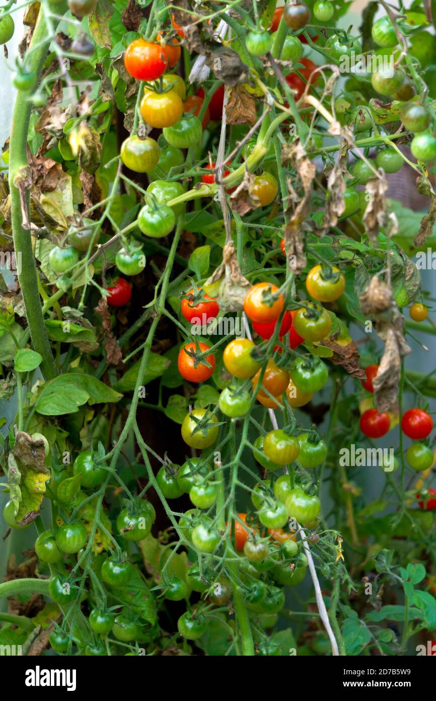 Mazzi di pomodori ciliegini rosso-verdi in serra. Foto Stock