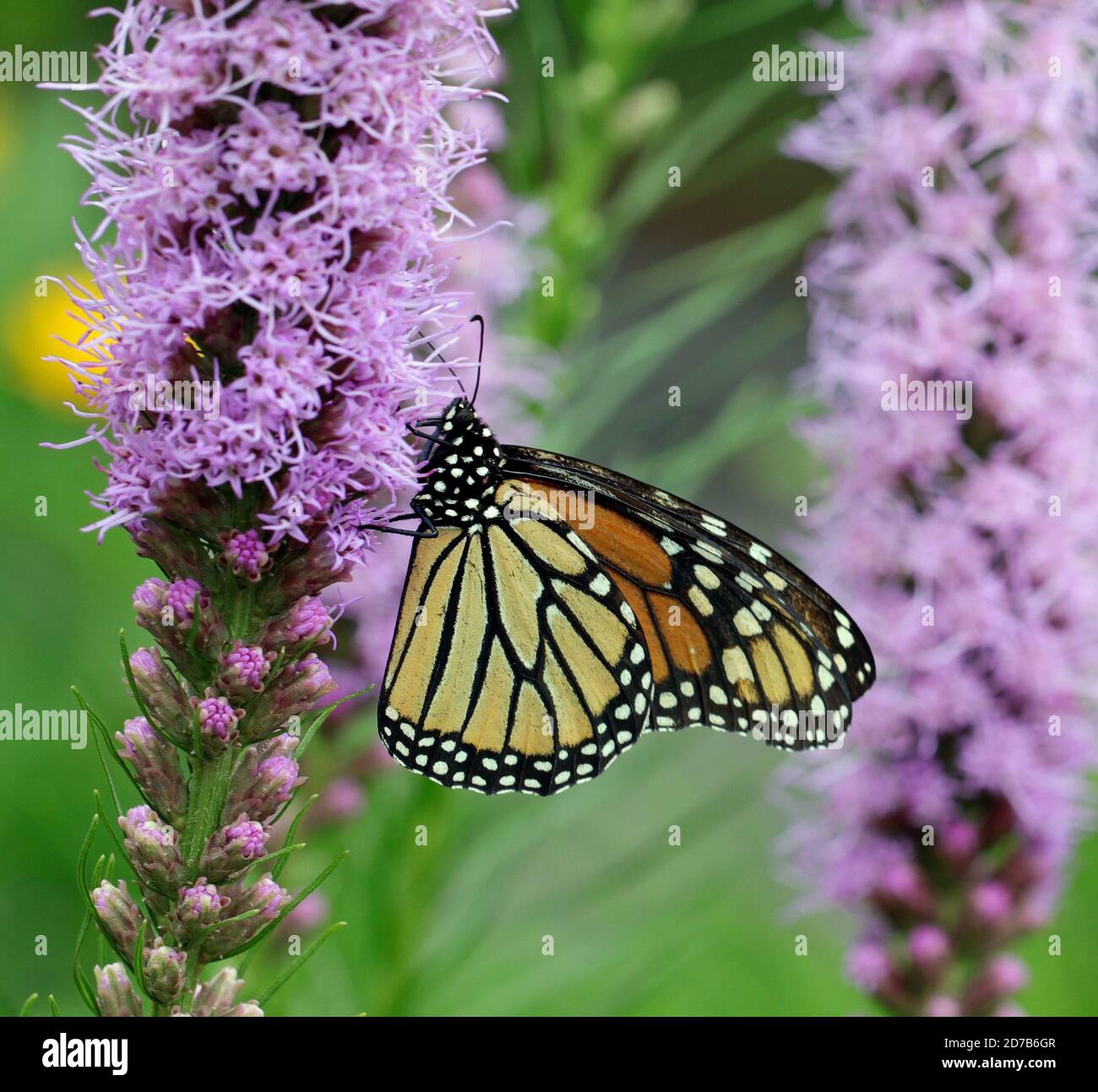 Un primo piano di una farfalla monarca (Danaus plexippus), conosciuta anche come la farfalla delle alghe, che si nutre in un giardino su una stella ardente (Liatris spicata) Foto Stock