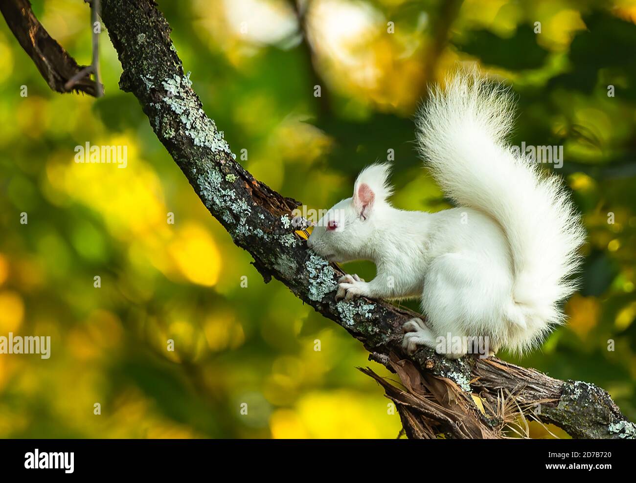 Scoiattolo Albino Rosso Foto Stock