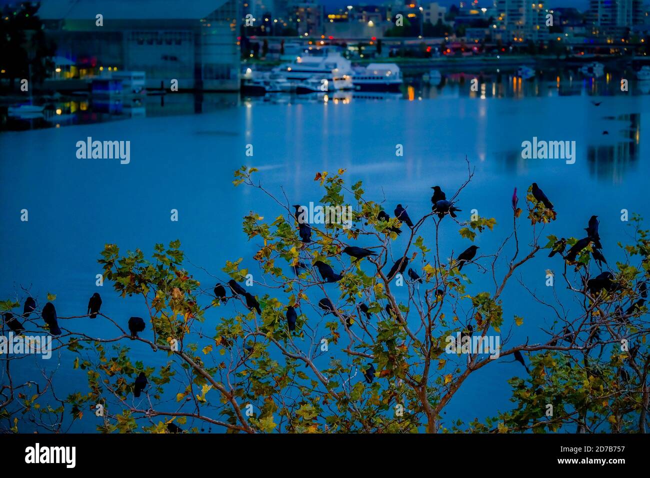 Crows in Tree, False Creek, Vancouver, British Columbia, Canada Foto Stock