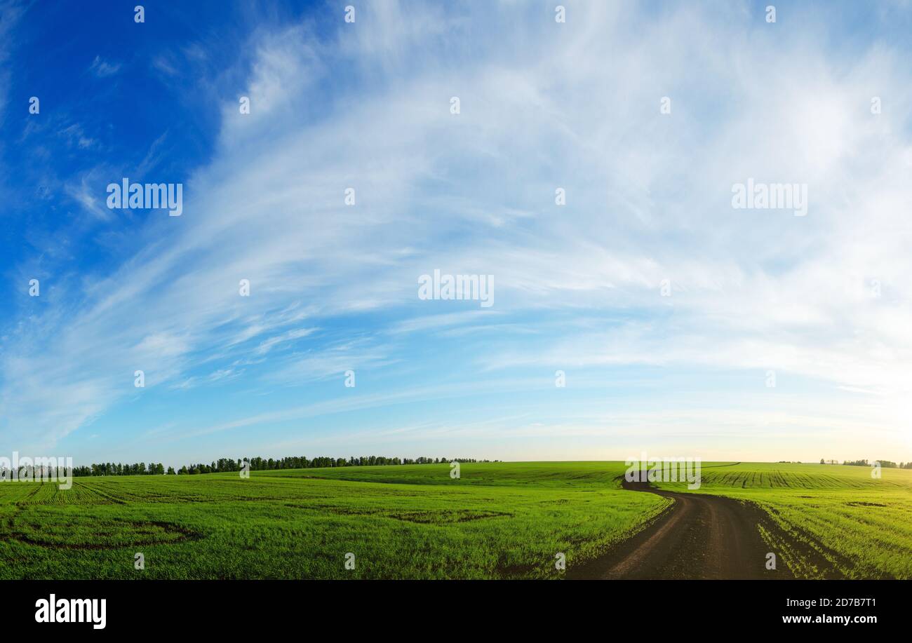Soleggiato paesaggio primaverile con strada di campagna che passa attraverso i verdi campi agricoli al tramonto. Foto Stock