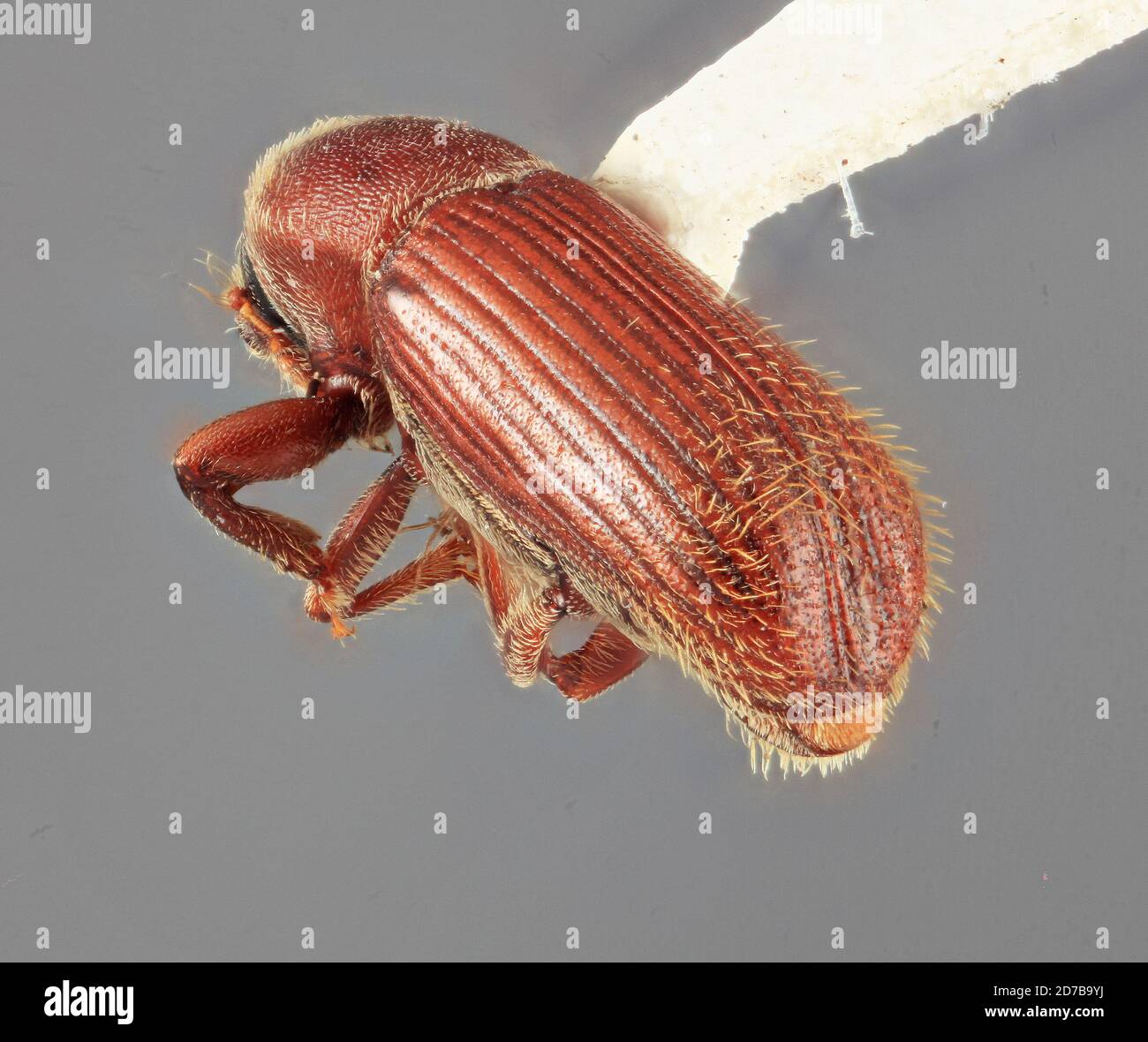 Pinned, Volcan Zunil, Quetzaltenango, Guatemala, Cnesinus elegantis Wood, 1967, Animalia, Arthropoda, Insecta, Coleoptera, Curculionidae, Scolytinae Foto Stock