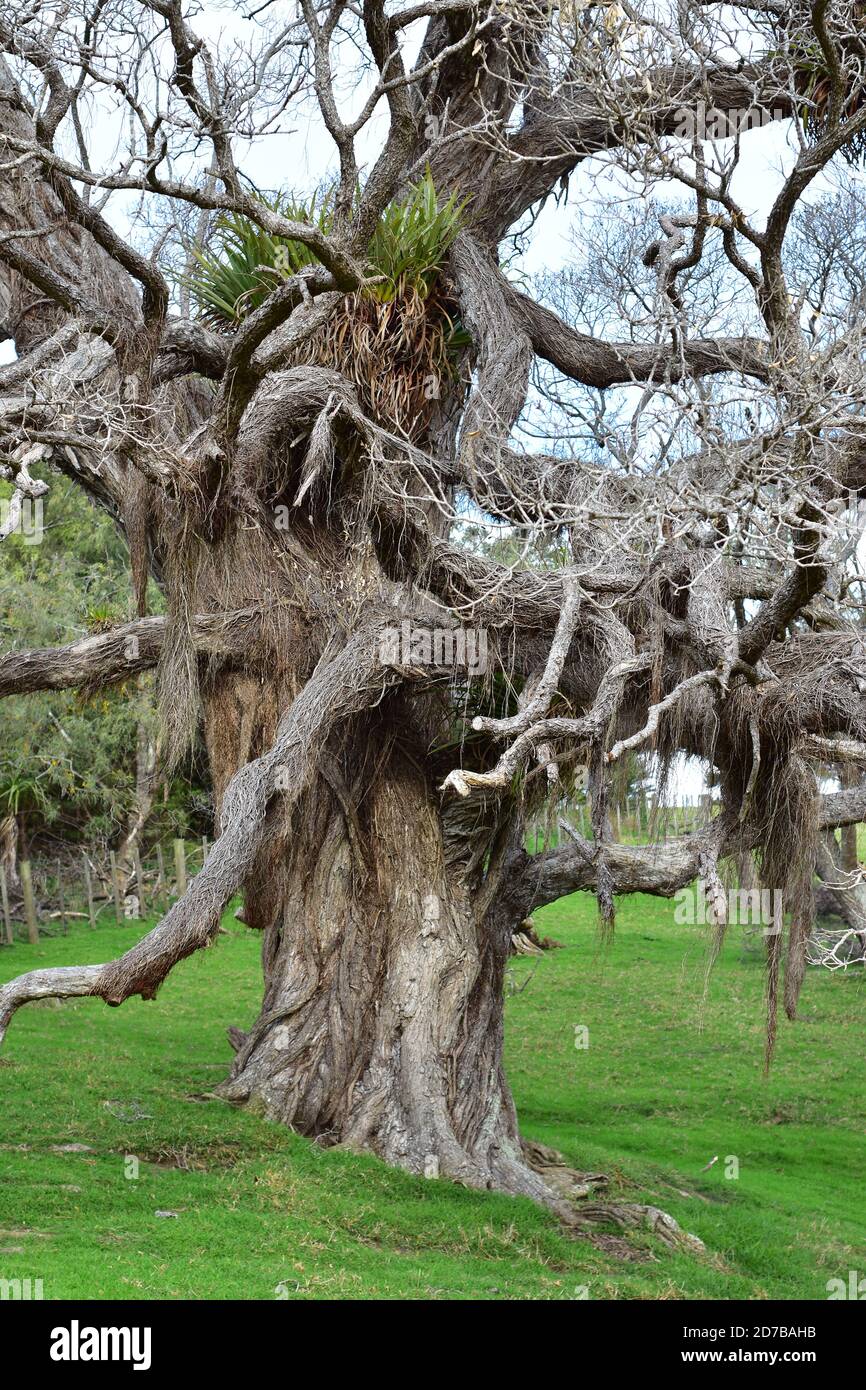 Dettaglio vista verticale di pohutukawa con rami curvilinei e radici aeree che assomiglia ad un albero magico. Foto Stock