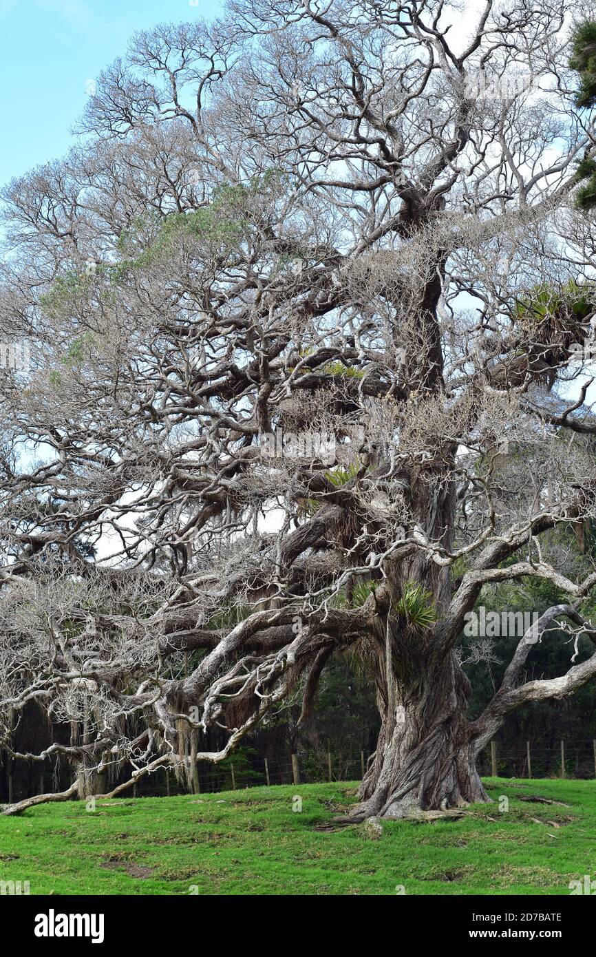 Vista verticale di pohutukawa con radici aeree e epifiti in cima agli alberi che assomiglia ad albero da fiaba. Foto Stock