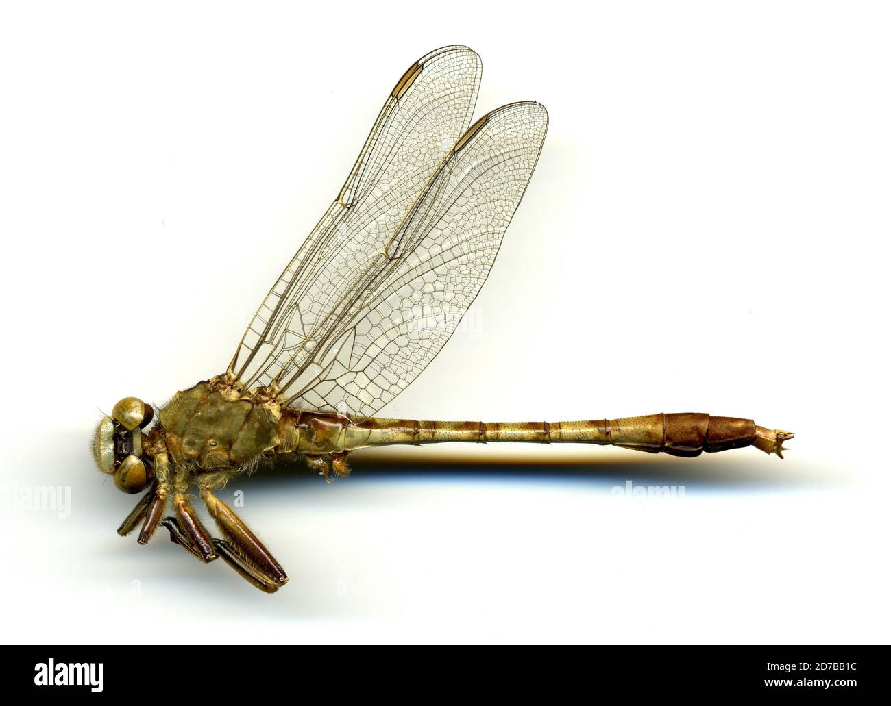 Lago Alma, Apopka, Orange, Florida, Stati Uniti, Gomphus pallidus Rambur, Animalia, Arthropoda, Insecta, Odonata, Anisoptera, Gomphidae Foto Stock