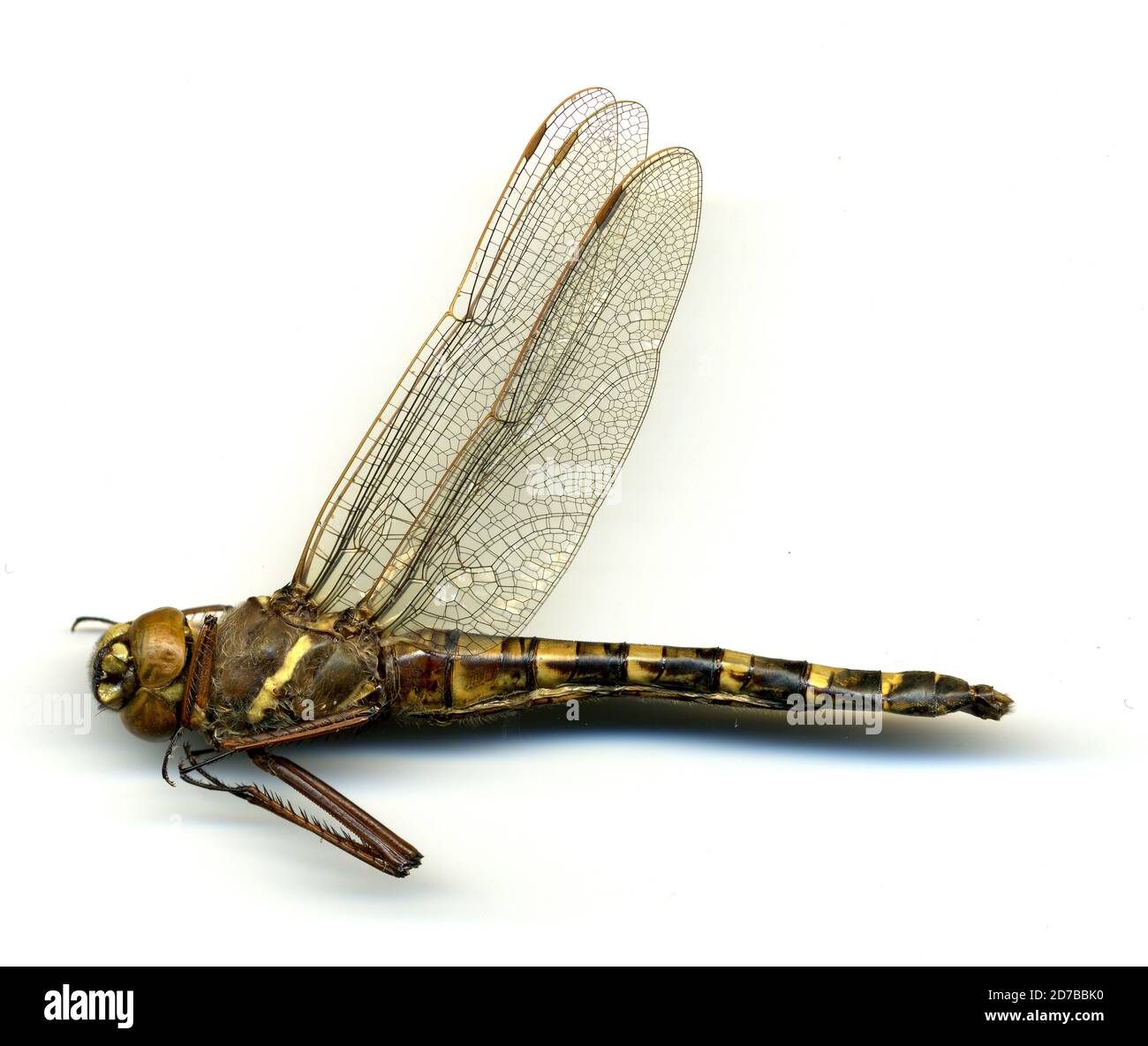 Lago Alma, Apopka, Orange, Florida, Stati Uniti, Didymoops floridensis Davis, 1921, Animalia, Arthropoda, Insecta, Odonata, Anisoptera, Corduliidae Foto Stock