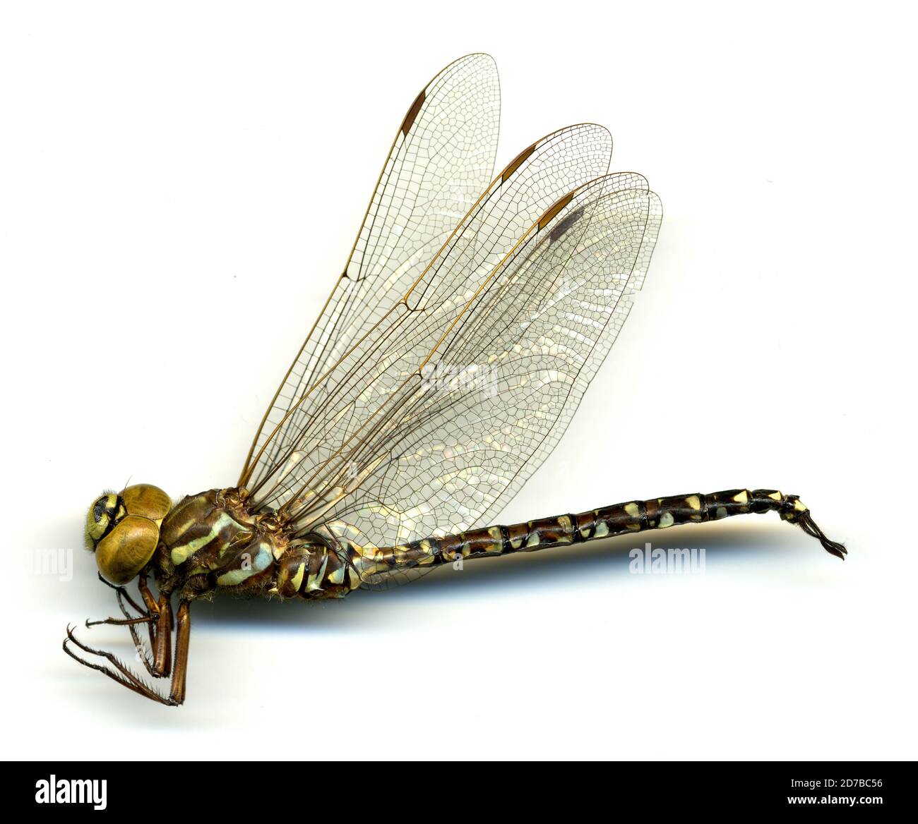 Big Heath, Southwest Harbor, Acadia National Park, Mount Desert Island, Hancock, Maine, Stati Uniti, Aeshna subartica Walker, 1908, Animalia, Arthropoda, Insecta, Odonata, Anisoptera, Aeshnidae Foto Stock