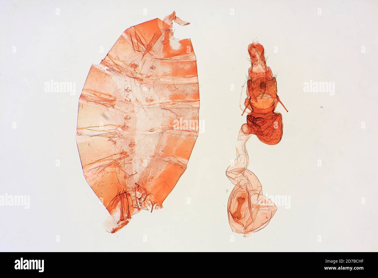 Pinned, San Giovanni, fiume Maroni, Guiana francese, Gonioterma emma Busck, 1911, Animalia, Arthropoda, Insecta, Lepidoptera, Glossata, Depressariidae, Stenomatinae Foto Stock