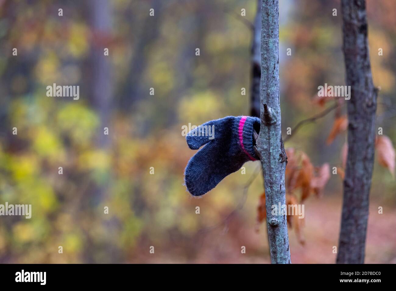 Il mitten di un bambino pende su un ramo di albero che è stato scoperto in un percorso naturale nei boschi. Foto Stock
