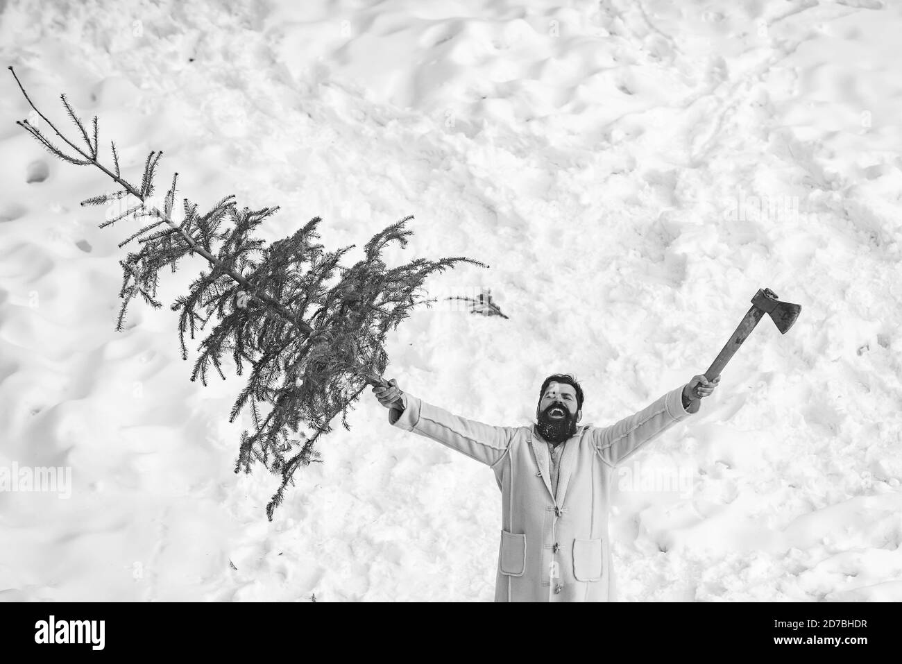 Un bel legname con una barba porta un albero di Natale. L'uomo sta per tagliare un albero di Natale. Babbo Natale con albero di Natale. Babbo Natale con Foto Stock