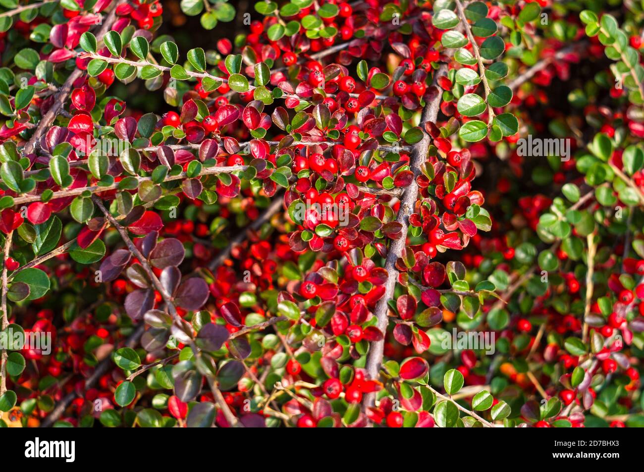 Grappoli di bacche rosse di un Cotoneaster Horizalis Decne. Illuminato da luce solare tenue sera, sfondo autunno Foto Stock