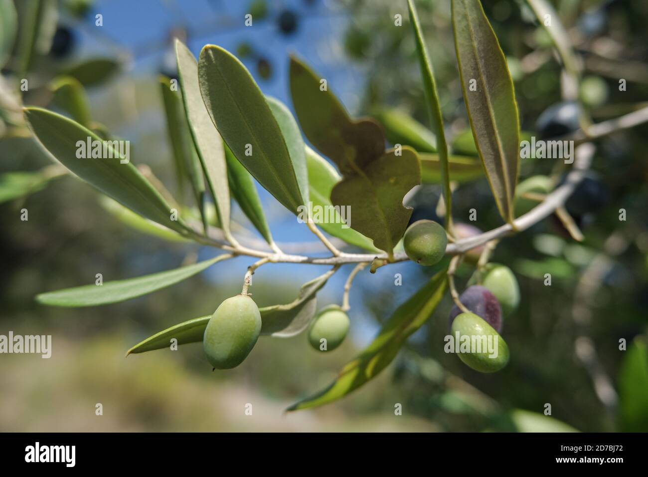 Olive italiane ramo primo piano,produzione olio extravergine,genuino olive bio verdi Foto Stock