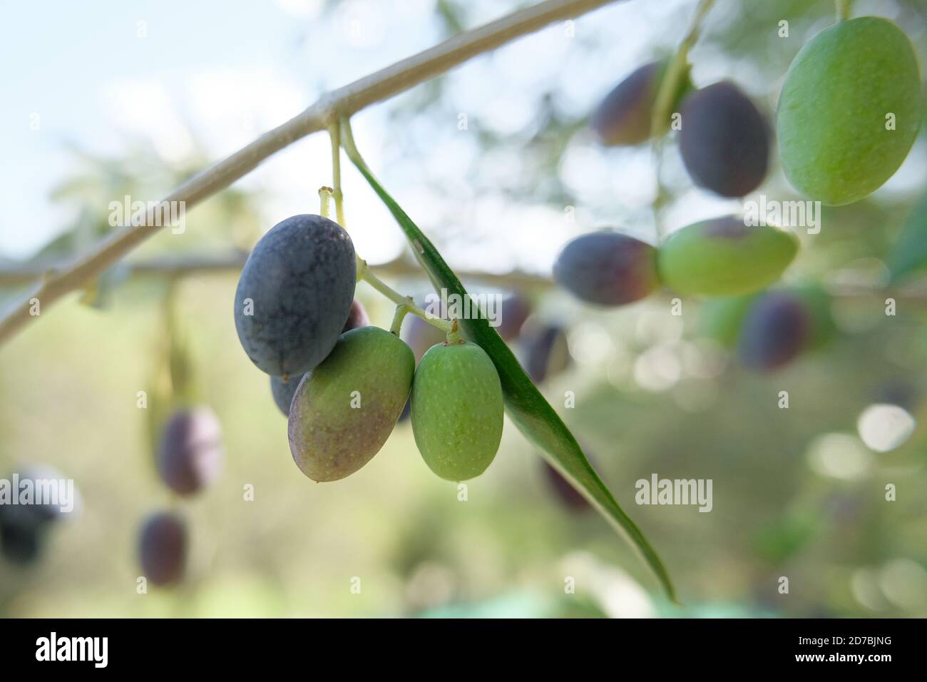 Mazzo di olive italiane primo piano,produzione di olio extravergine di oliva,bio genuino olive verdi Foto Stock