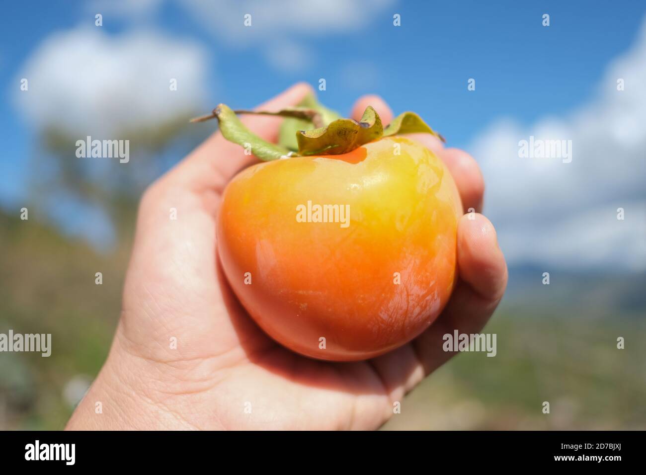 Mano contadina tenere una gustosa frutta parsimmon arancio su luminoso sfondo blu cielo Foto Stock