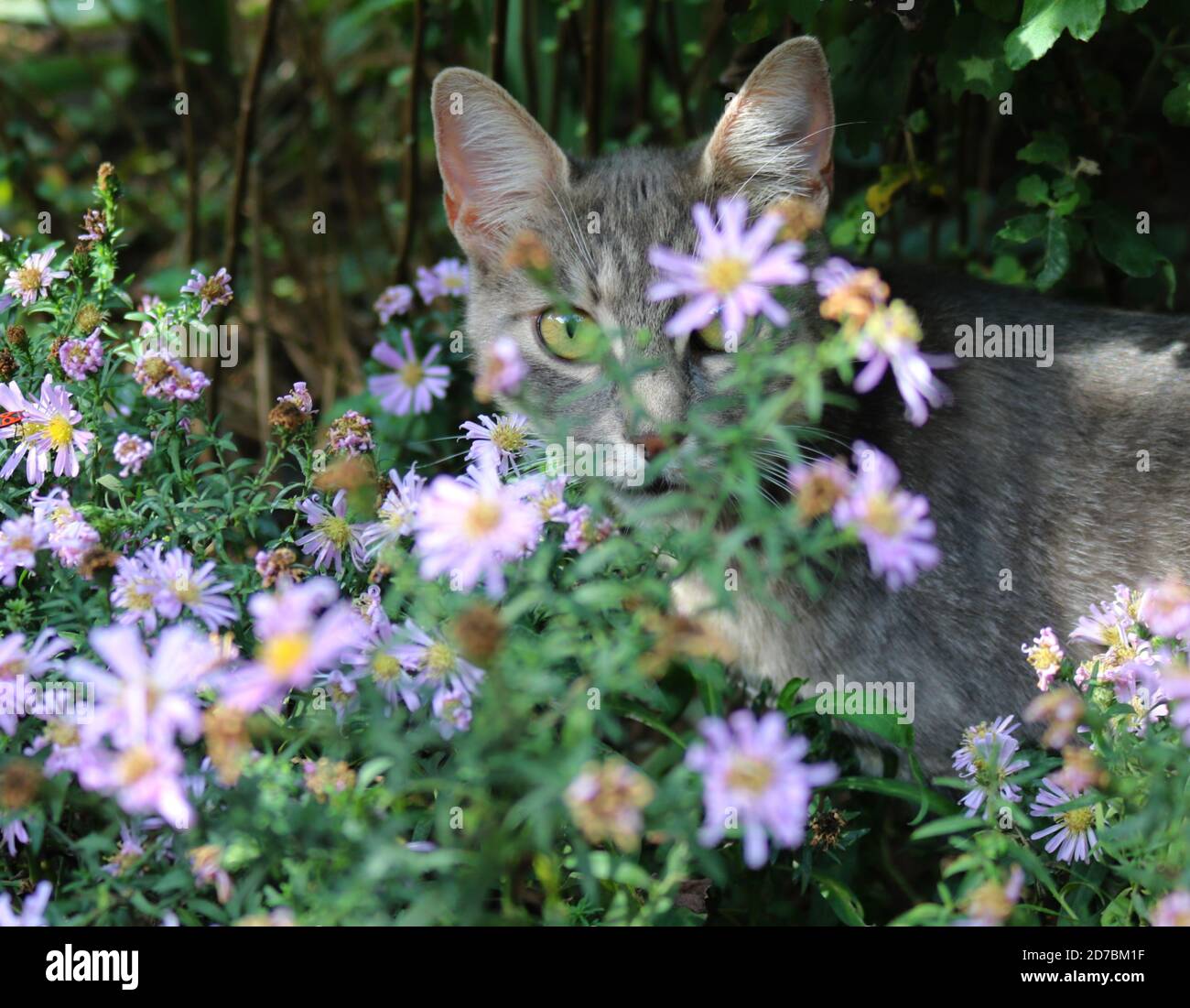 Gatto grigio, occhi verdi guardando attraverso i fiori Foto Stock