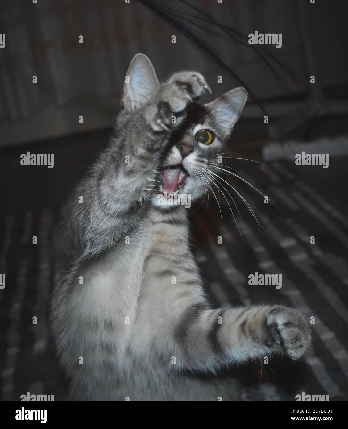 Gatto grigio che balla al buio Foto Stock