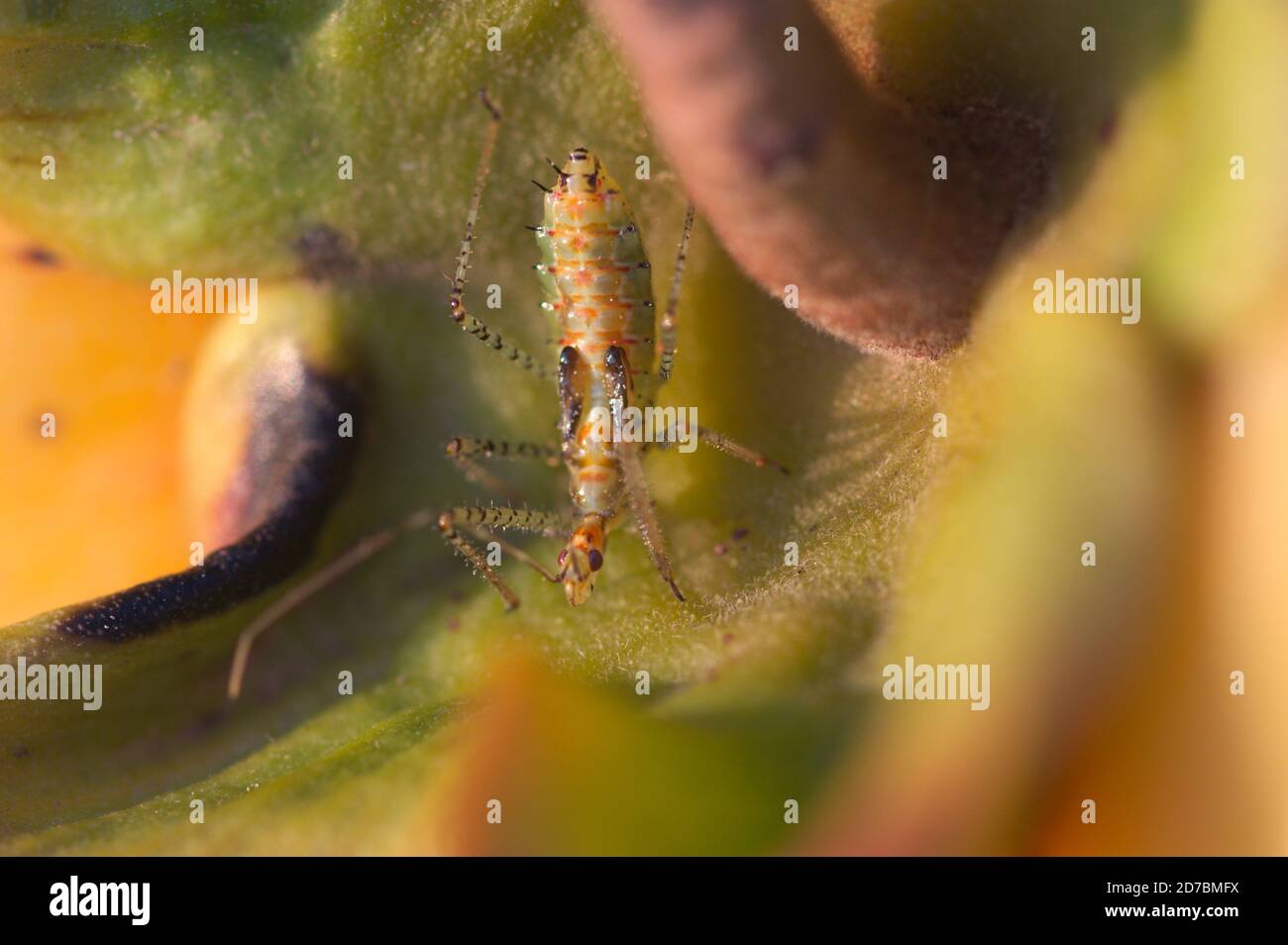 Macro immagine di un Assassin Bug Nymph, Reduviidae Hemiptera sulle foglie di un persimmon durante l'autunno Foto Stock