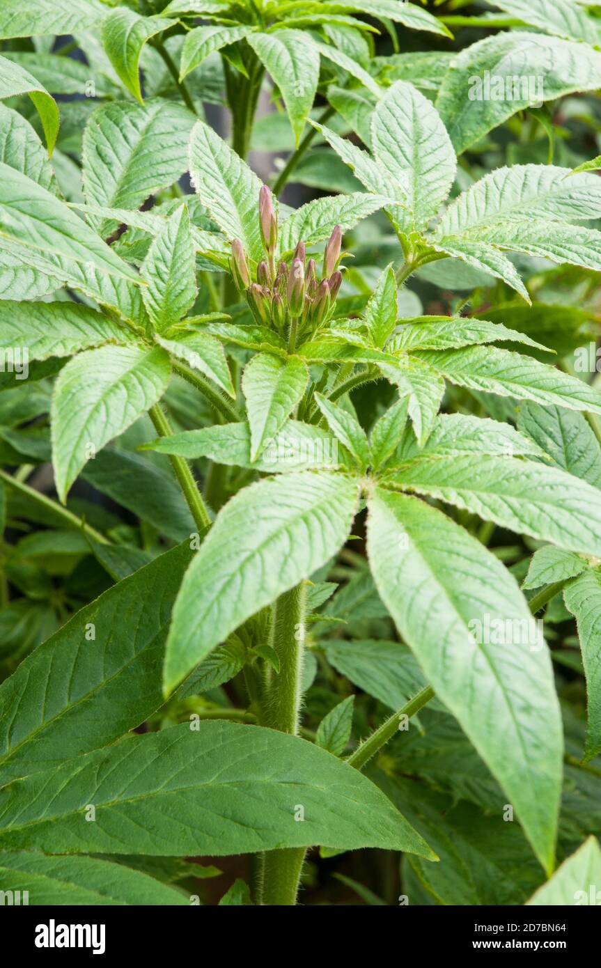Grande Cleome spinosa Spider pianta con boccioli di fiori rossi sulla parte superiore della pianta pronta a rompersi. Una gara di gelo sempre più alta annuale che ama il sole pieno Foto Stock
