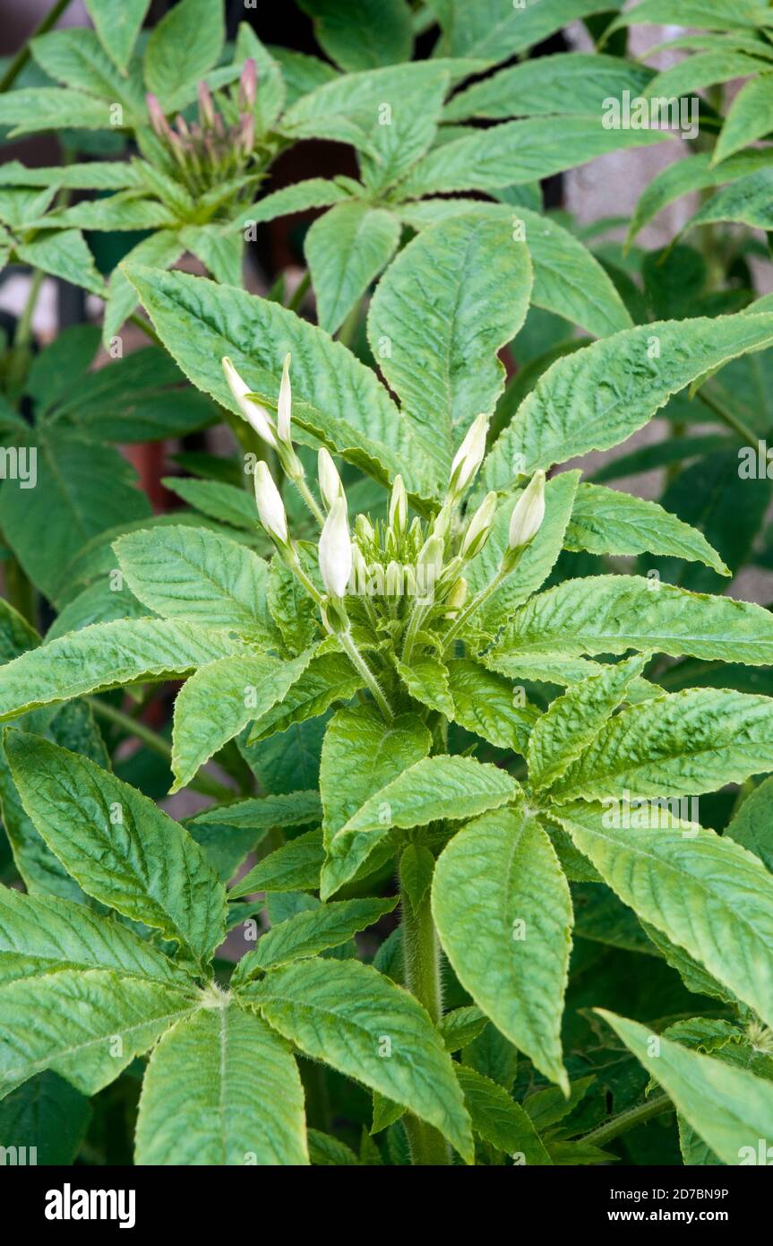 Grande Cleome spinosa Spider pianta con boccioli di fiori bianchi sulla parte superiore della pianta pronta a rompere aperta. Una gara di gelo sempre più alta annuale che ama il sole pieno Foto Stock