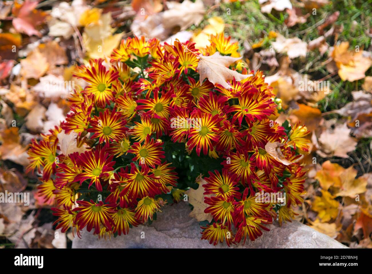 Garden Mums fotografato in autunno a Springbank Park, Londra, Ontario, Canada. Foto Stock