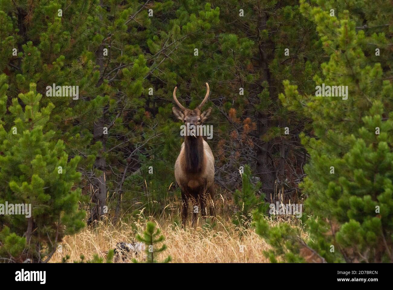 Young Bull Elk guardando verso la macchina fotografica, circondato da alberi di pino nel Parco Nazionale di Yellowstone, Wyoming Foto Stock