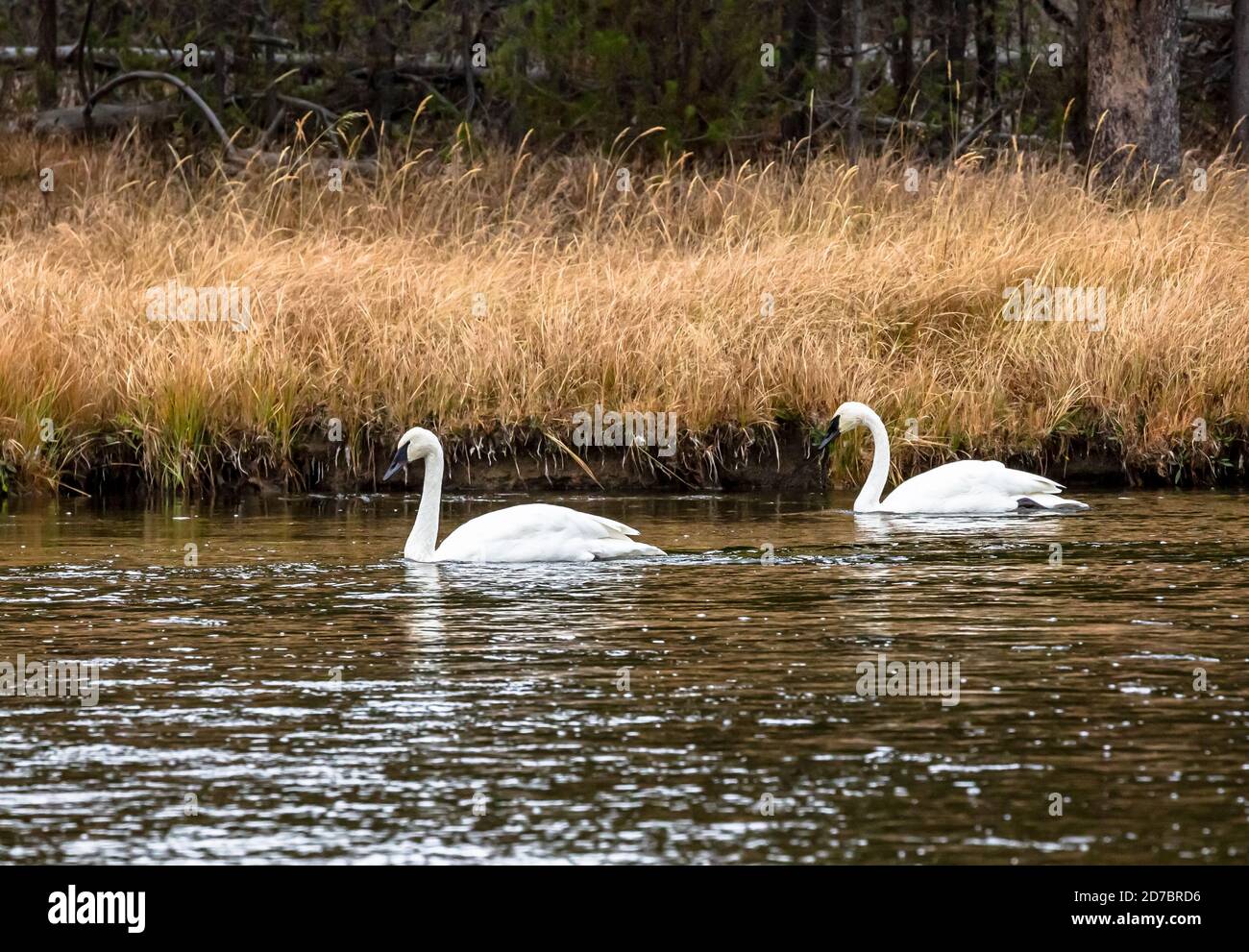 Due cigni bianchi in un fiume in autunno al Yellowstone National Park, Wyoming Foto Stock
