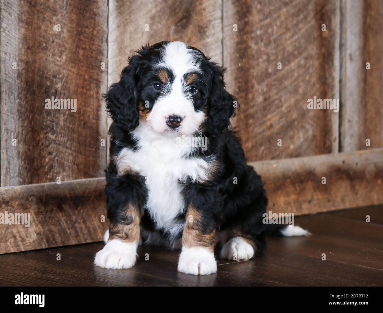 Mini bernedoodle F1 a tre colori a 8 settimane di età. Guardando la telecamera nella scena autunnale Foto Stock