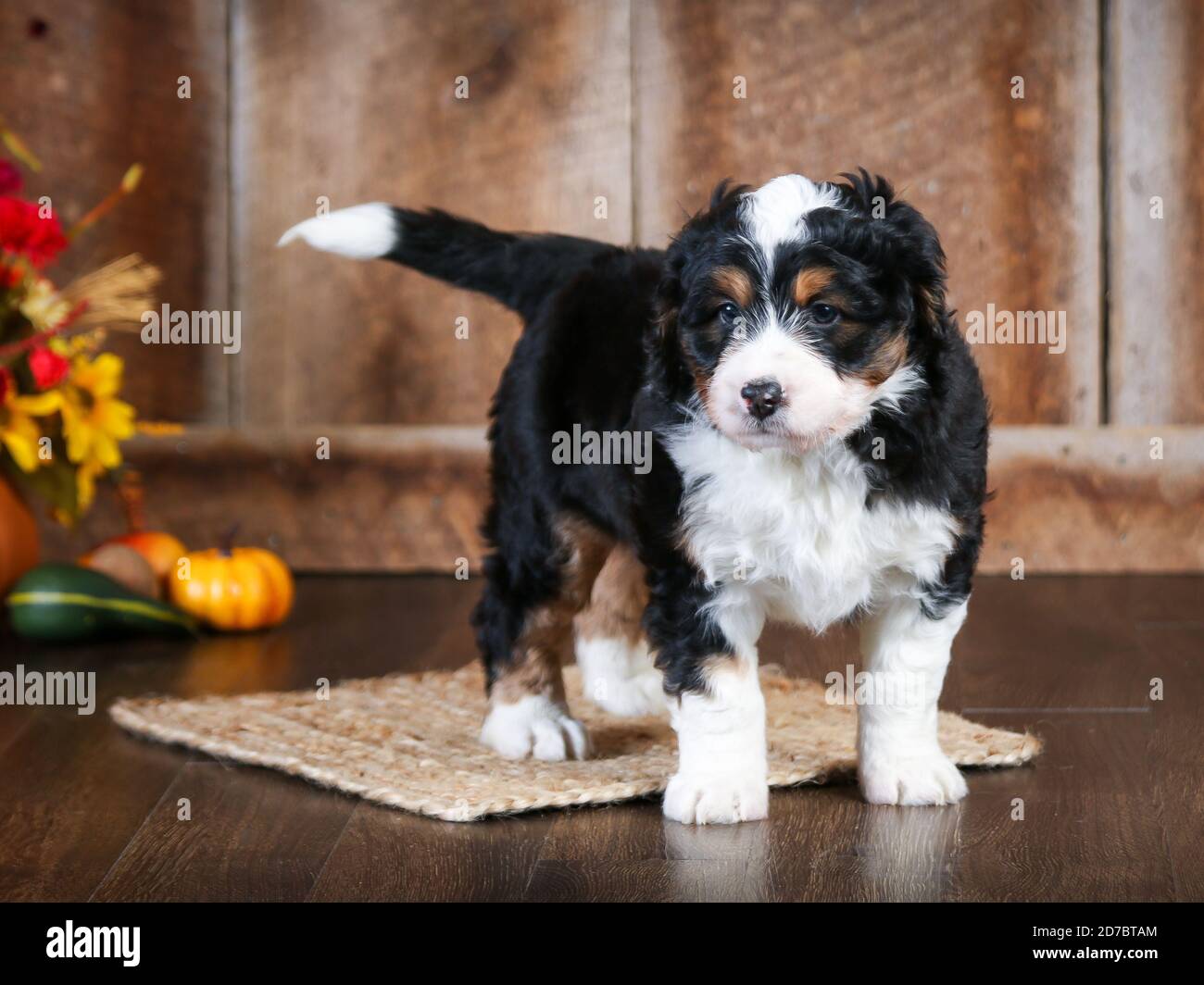 Mini bernedoodle F1 a tre colori a 8 settimane di età. Guardando la telecamera nella scena autunnale Foto Stock