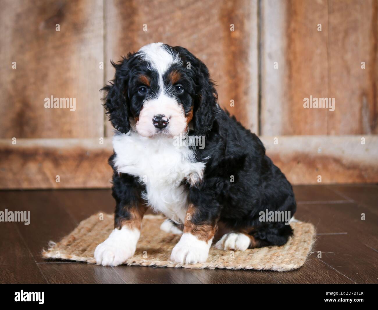 Mini bernedoodle F1 a tre colori a 8 settimane di età. Guardando la telecamera nella scena autunnale Foto Stock