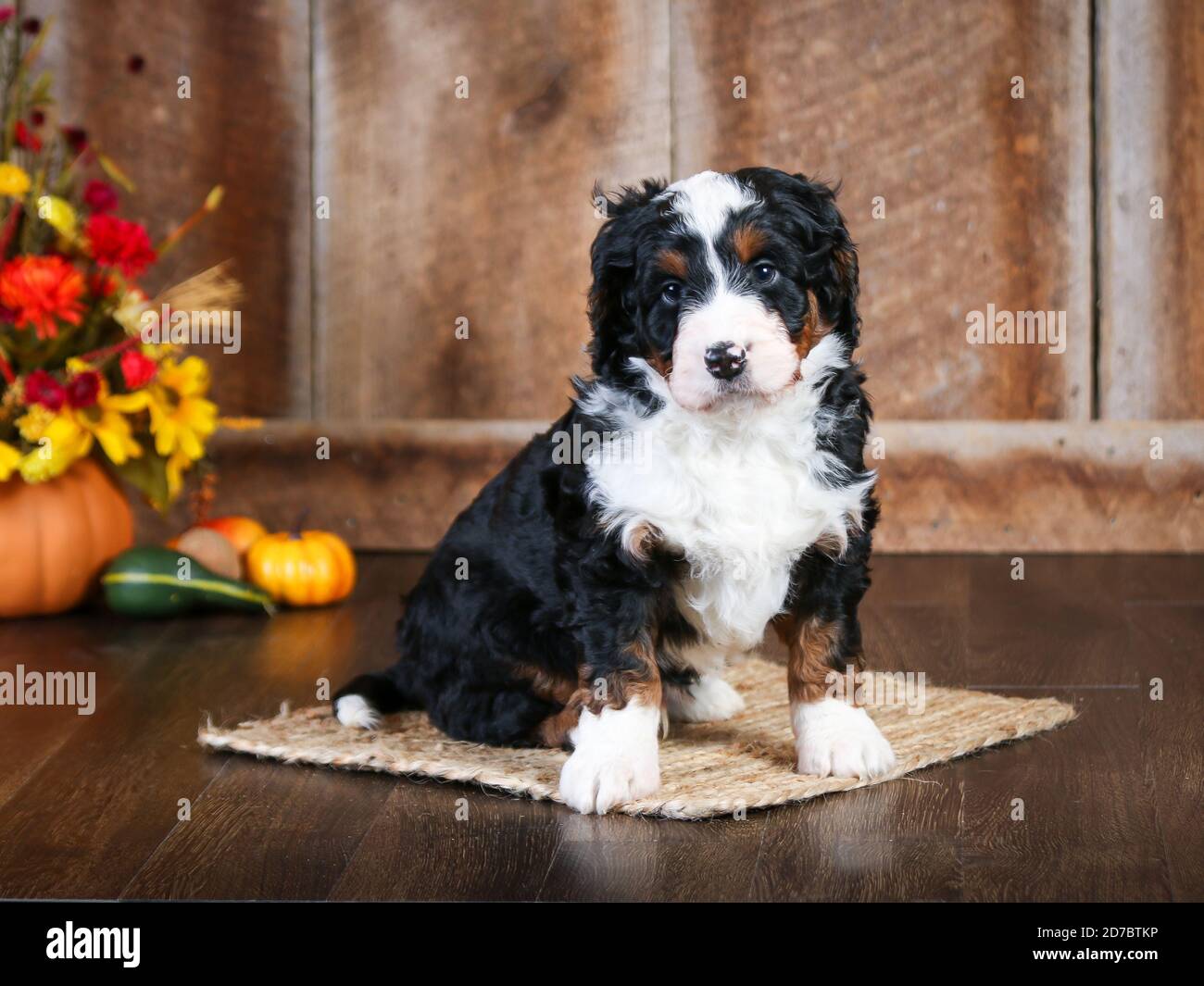 Mini bernedoodle F1 a tre colori a 8 settimane di età. Guardando la telecamera nella scena autunnale Foto Stock