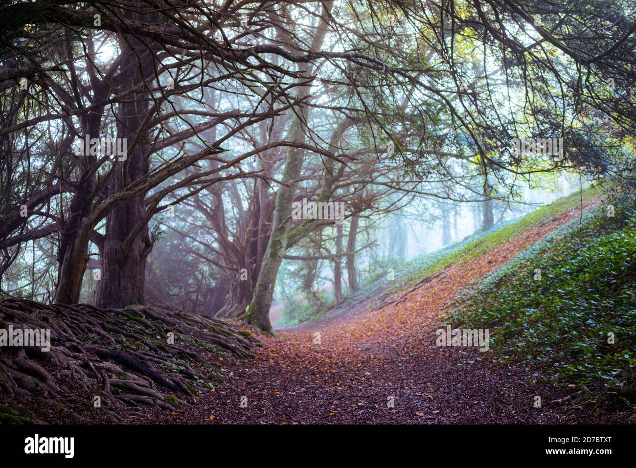 Un vecchio sentiero con antichi alberi di tasso in Hampshire, Inghilterra Foto Stock