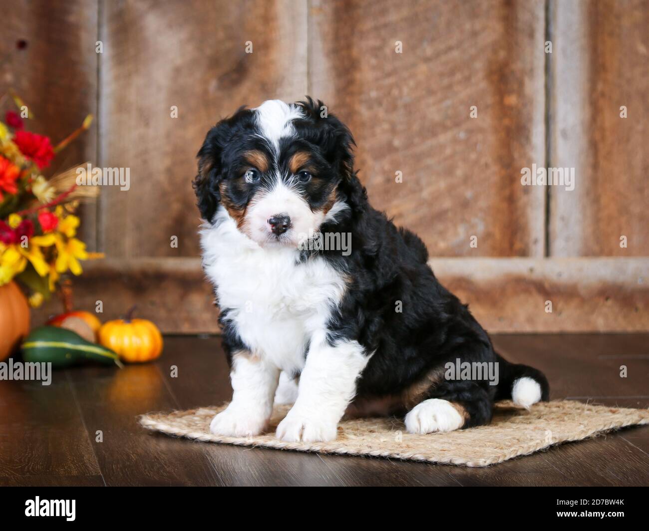 Mini bernedoodle F1 a tre colori a 8 settimane di età. Guardando la telecamera nella scena autunnale Foto Stock