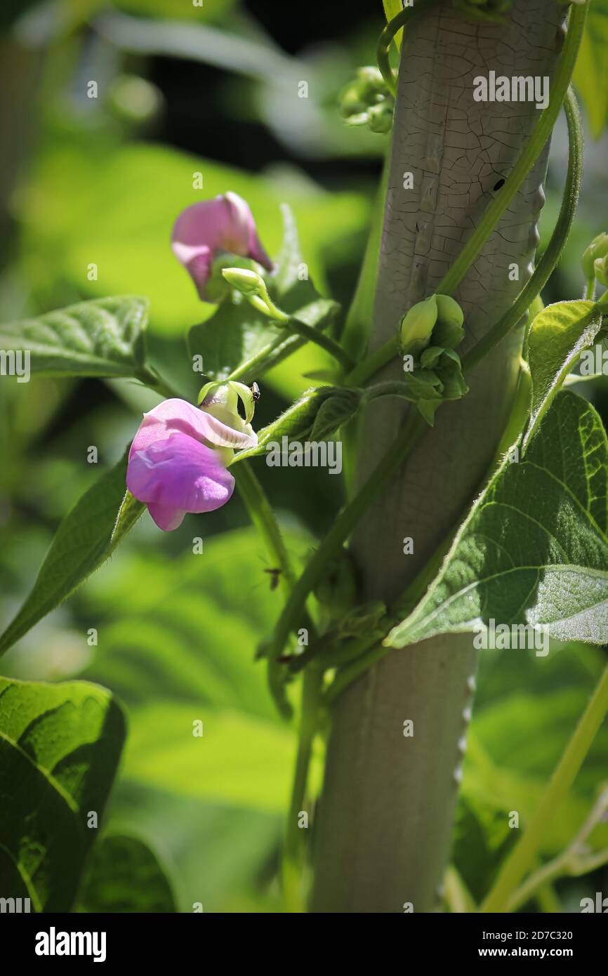 Macro vista dei fiori di fagioli viola che ruotano intorno ad un palo Foto Stock