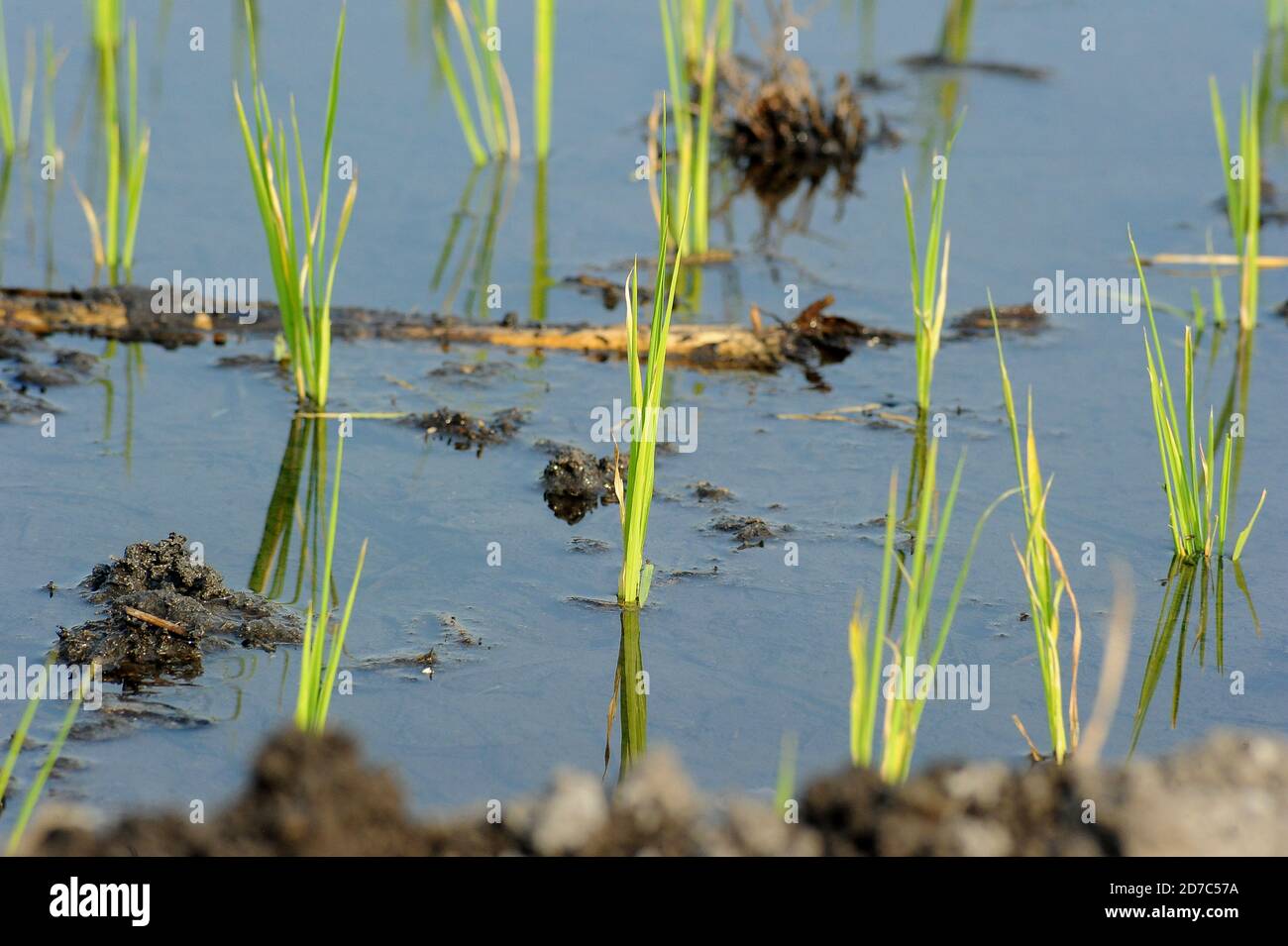 Campi coltivati a riso biologico a Morelos, Messico Foto Stock